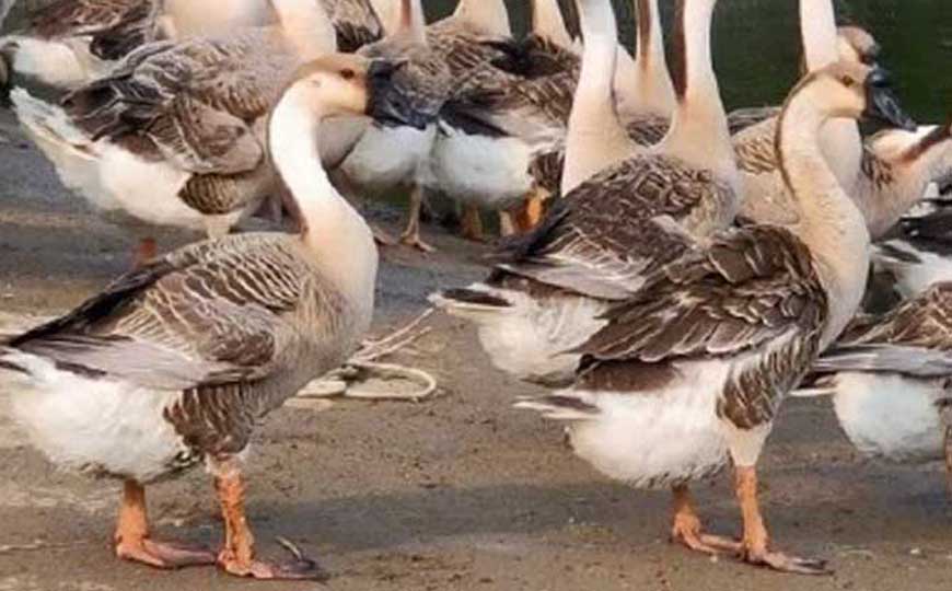 鹅苗价格多少钱一只？