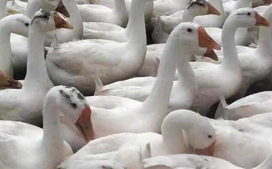 白鹅是什么动物？