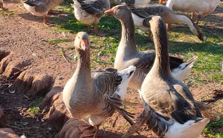 朗德鹅是什么动物？