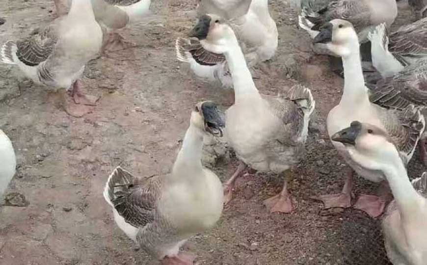 狮头鹅是什么动物？