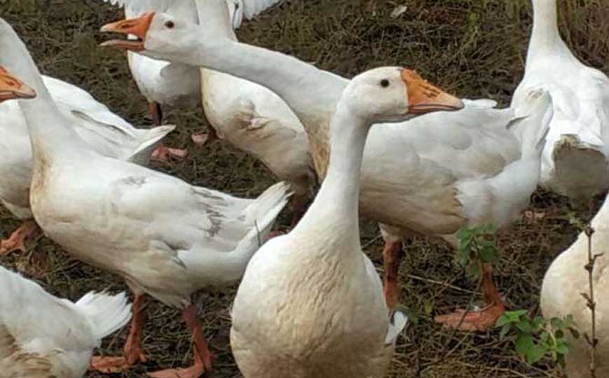 四季鹅是什么动物？