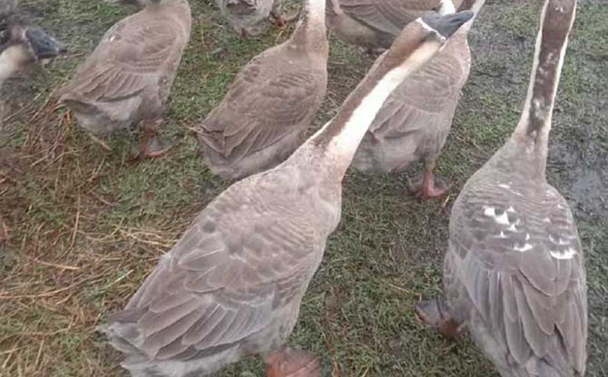 阳江鹅是什么动物？