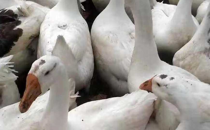 大白鹅是什么动物？