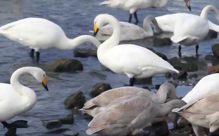 天鹅是什么动物？