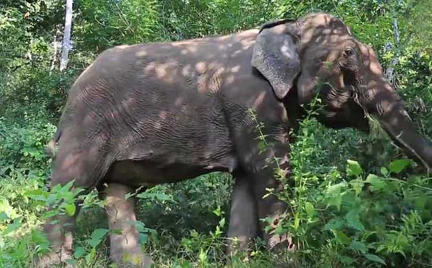 亚洲象是什么动物？