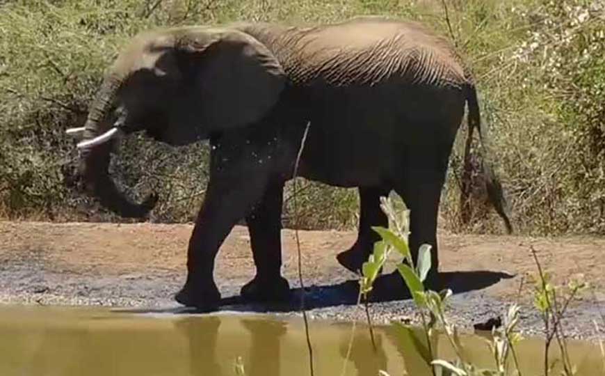 非洲象是什么动物？