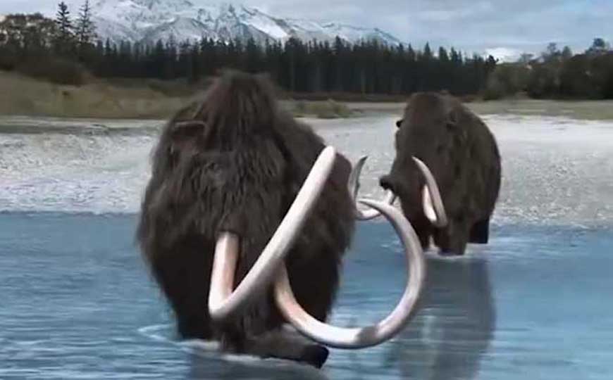 长毛象是什么动物？