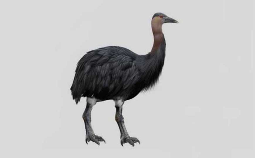 象鸟是什么动物？