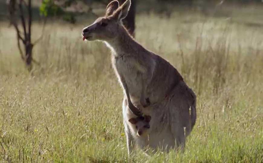 袋鼠是什么动物？