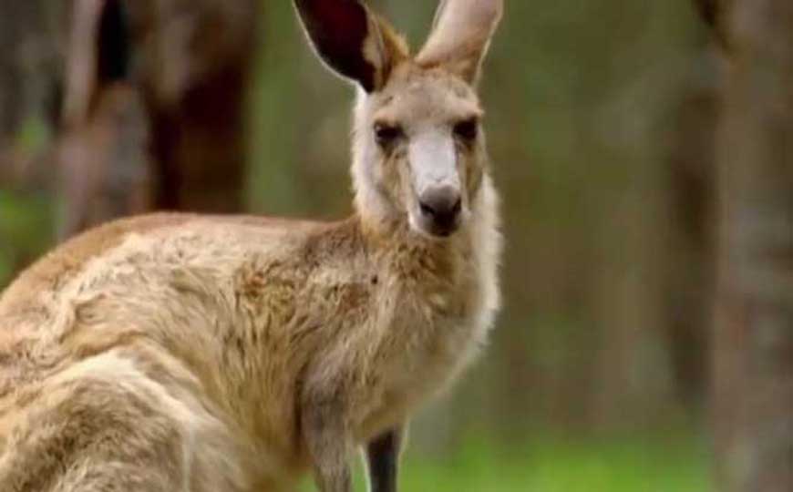 袋鼠的寿命有多长？