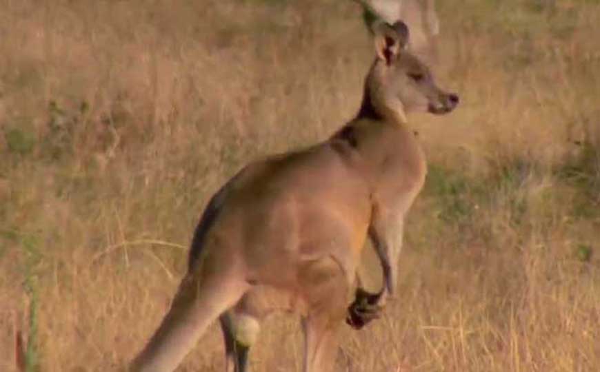 袋鼠的尾巴有什么作用？