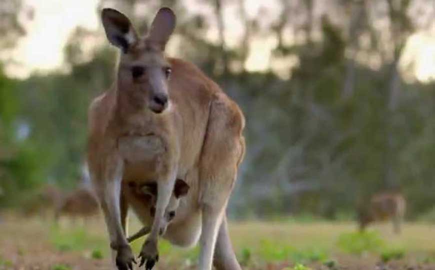 袋鼠是哪个国家的？