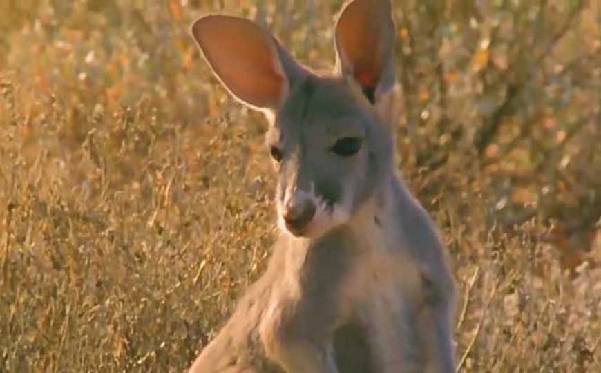 澳洲袋鼠是什么动物？