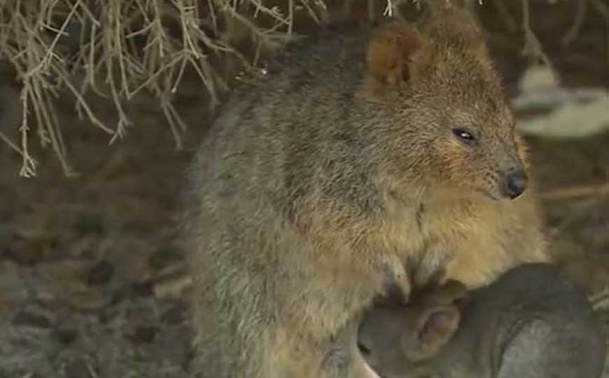 短尾矮袋鼠是什么动物？