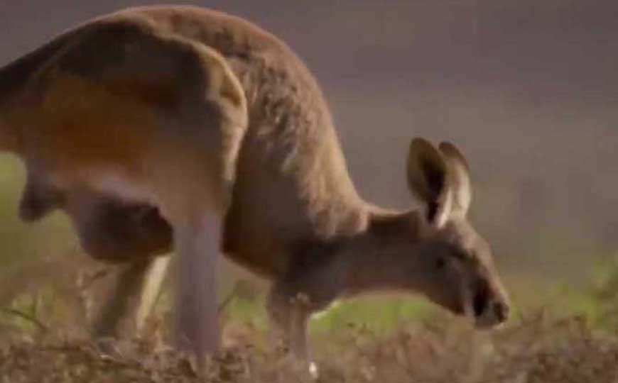 红袋鼠是什么动物？