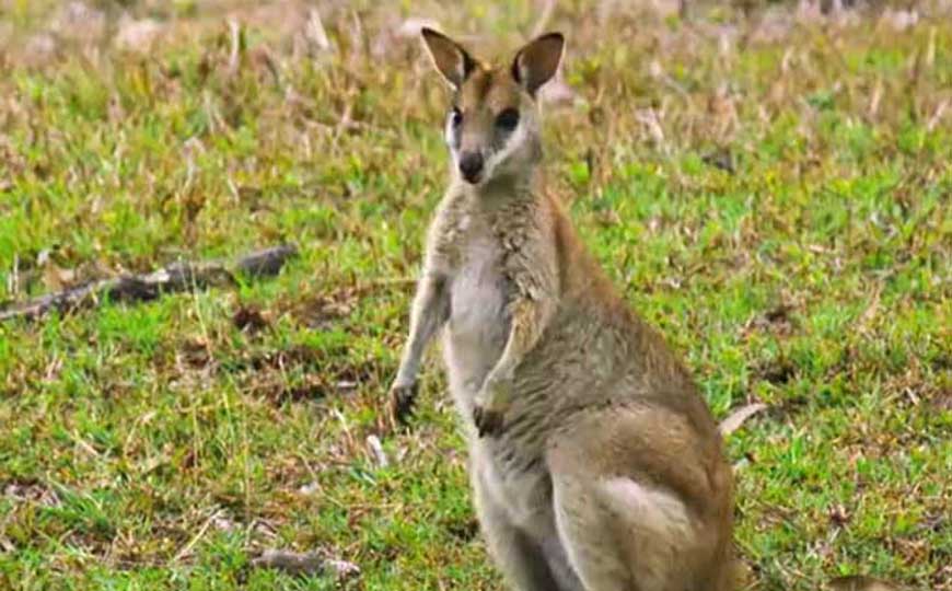 沙袋鼠是什么动物？