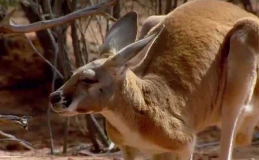 袋鼠吃什么食物？