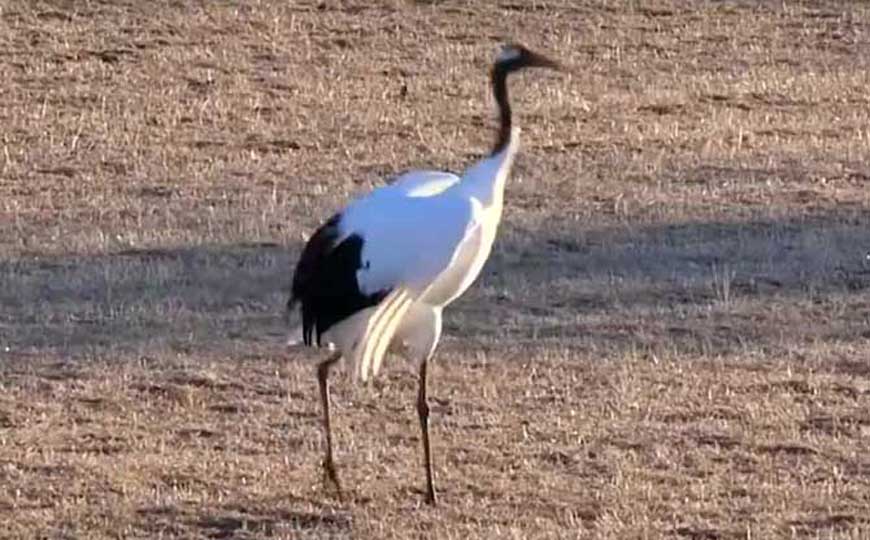 丹顶鹤的丹顶指的是哪里？