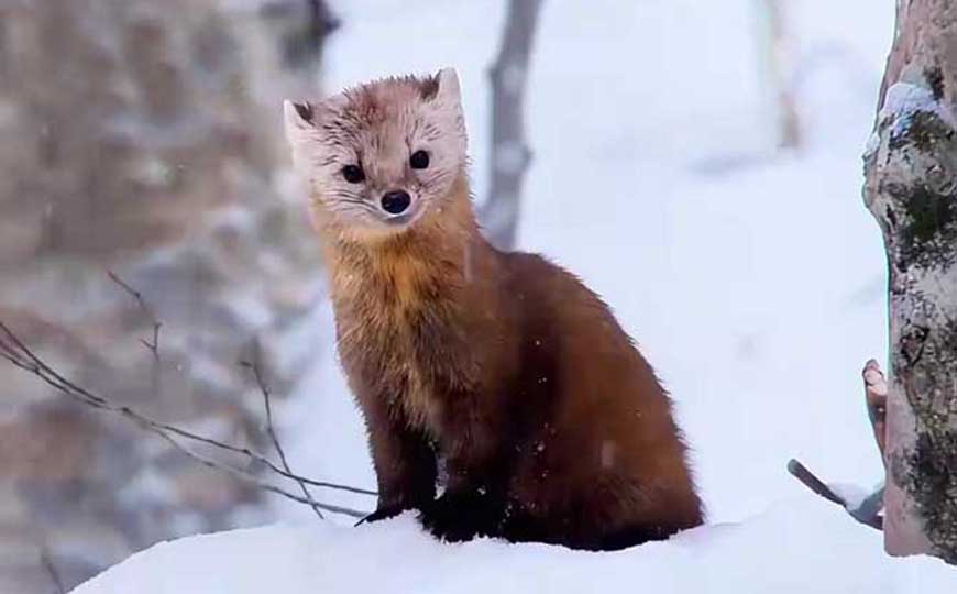 貂是什么动物？