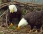 白头海雕是什么动物？