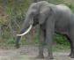 大象寿命能活多少年？