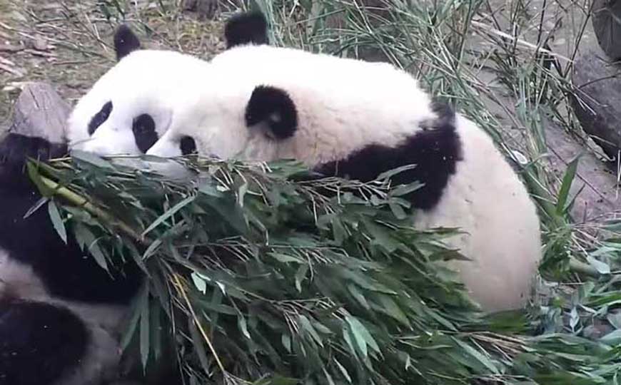 大熊猫(猫熊、食铁兽)