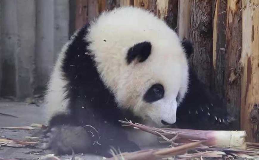 大熊猫是什么动物？