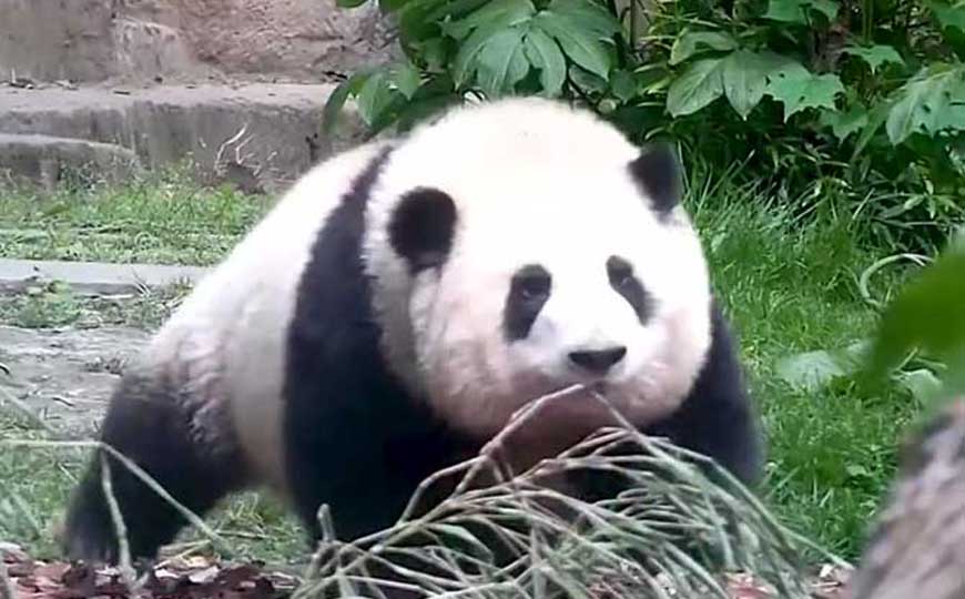 熊猫的拼音怎么读？