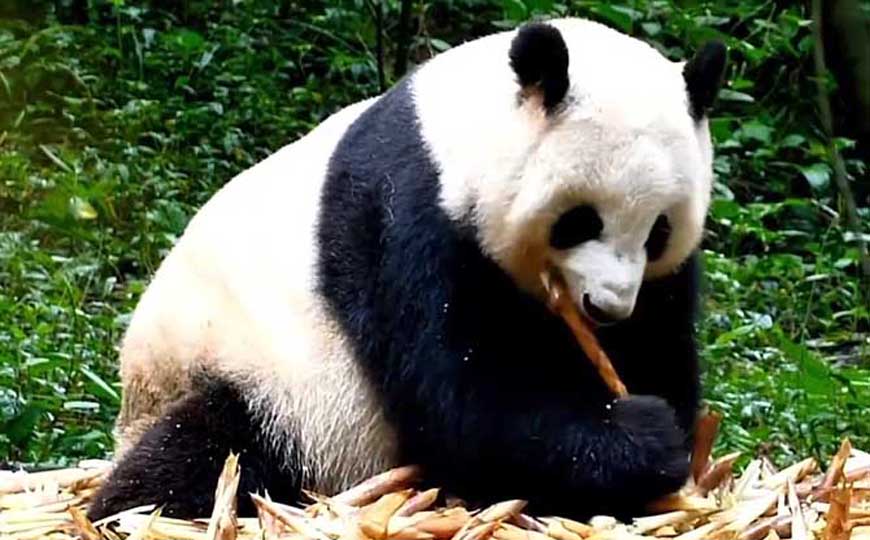 熊猫的资料及图片大全