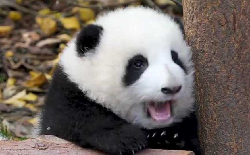 大熊猫吃什么食物？