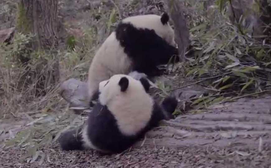 熊猫的特点和生活特征