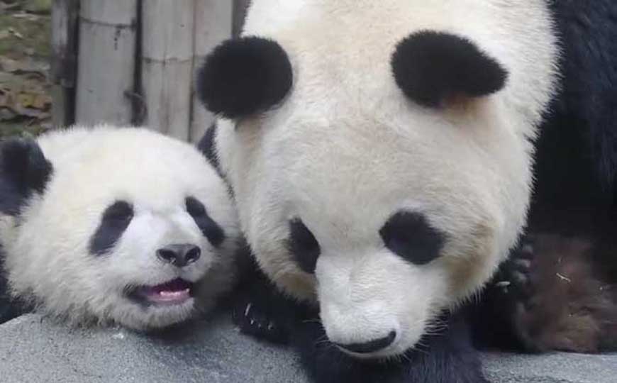 大熊猫的祖先是谁？