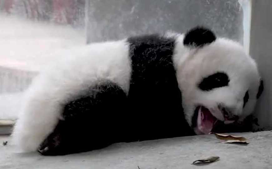 大熊猫的寿命有多长？