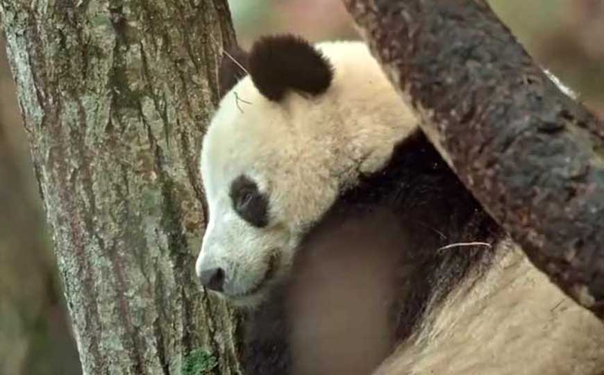 大熊猫吃肉吗？