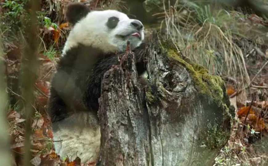 大熊猫的天敌是谁？
