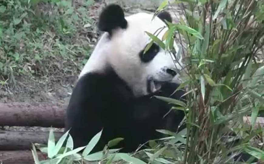 大熊猫冬眠吗？