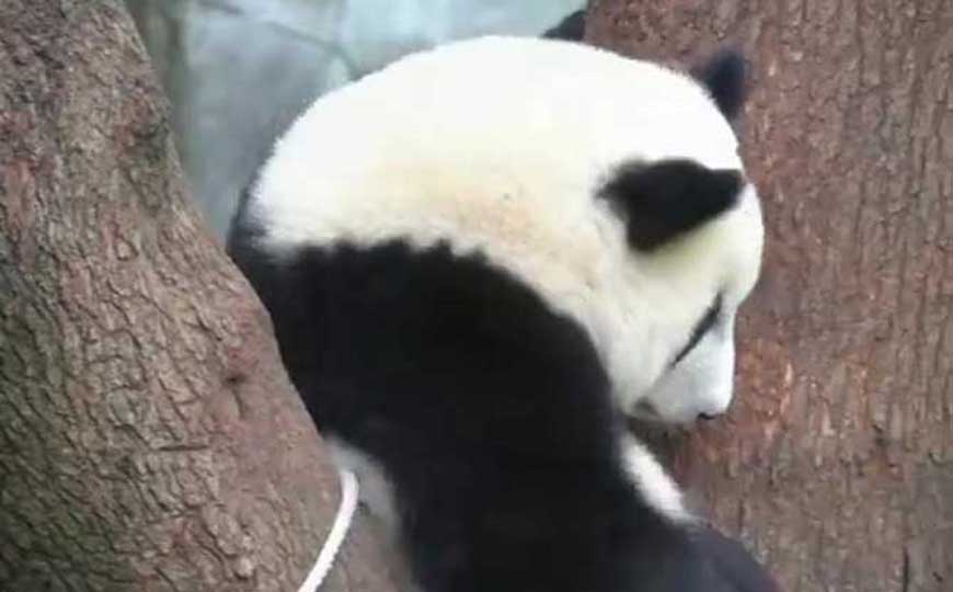 大熊猫生活在什么地方？