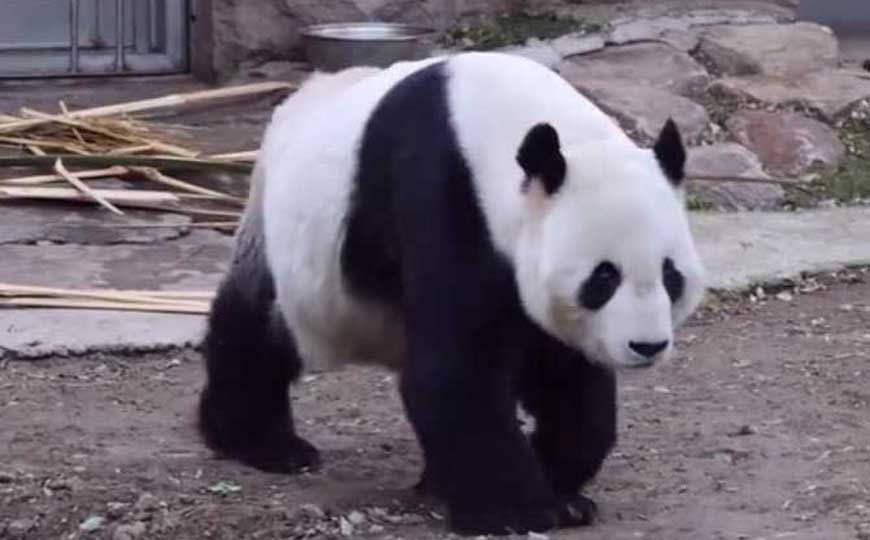 大熊猫是熊科还是猫科？