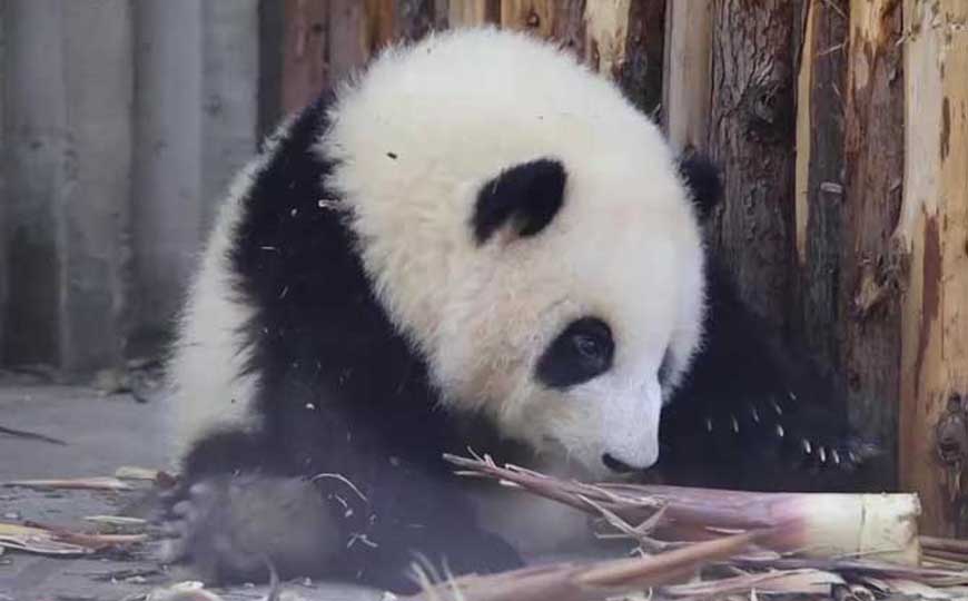 大熊猫只有中国有吗？