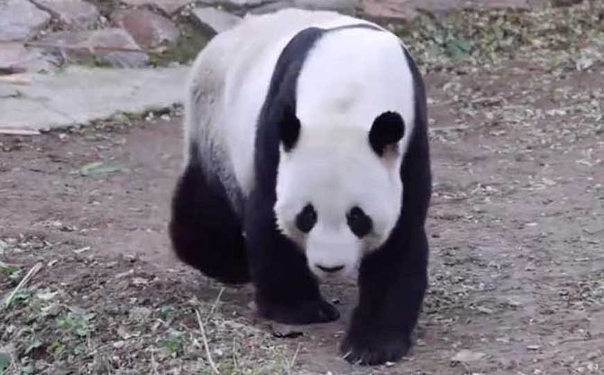 大熊猫