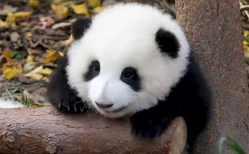 大熊猫为什么喜欢爬树？
