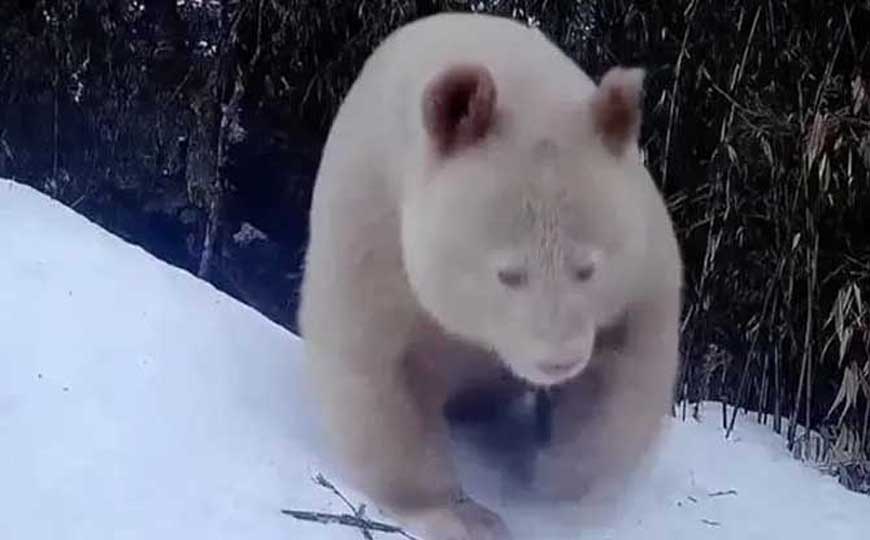 白色大熊猫