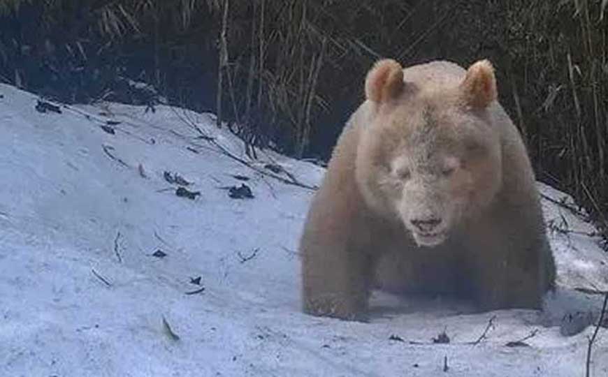 白色大熊猫