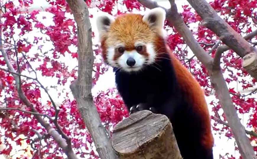 小熊猫(红熊猫、九节狼)