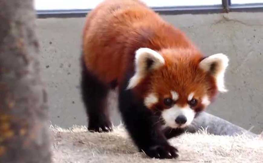 小熊猫