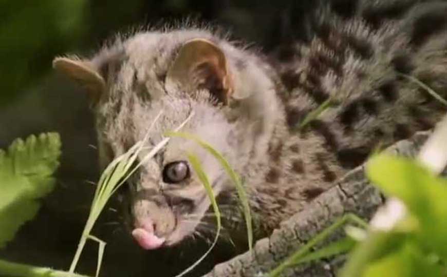灵猫(七节狸、麝香猫)