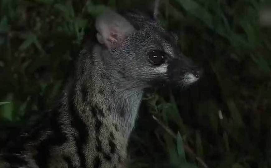 灵猫