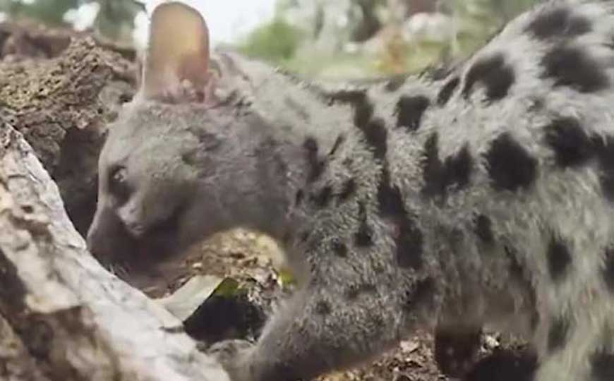 灵猫