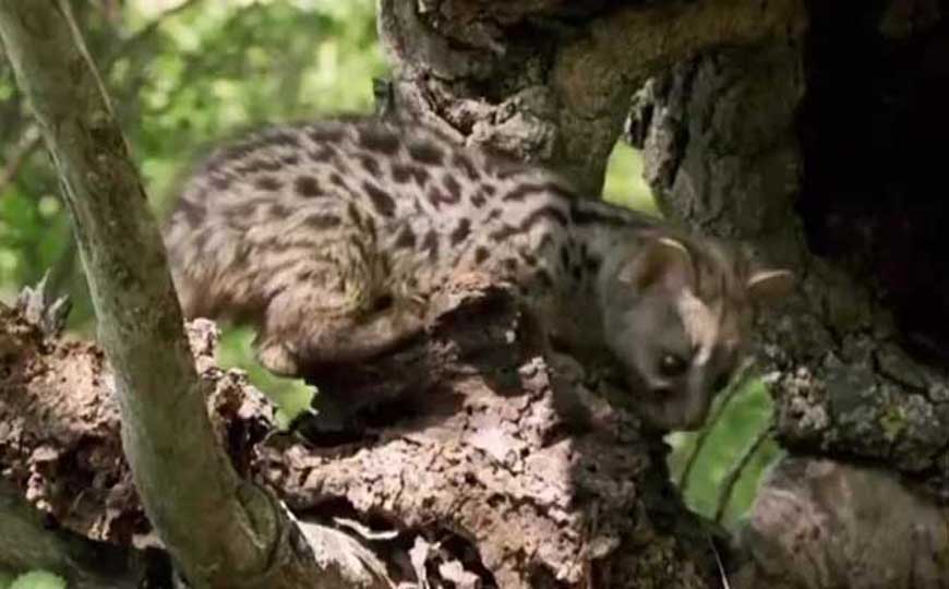 灵猫