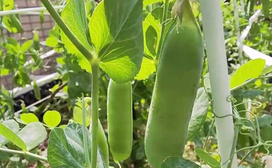 豌豆